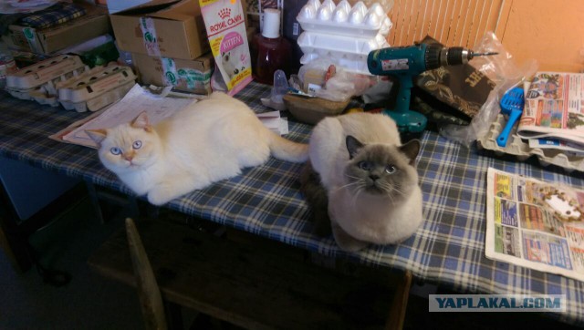 Котовторник на вторник, Котовторник