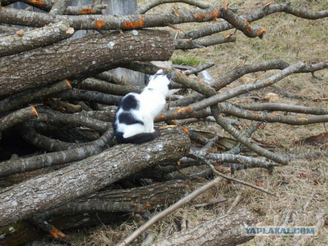 Жизнь домашнего приюта для котеек 156