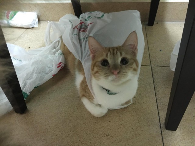 Коты и Кошки