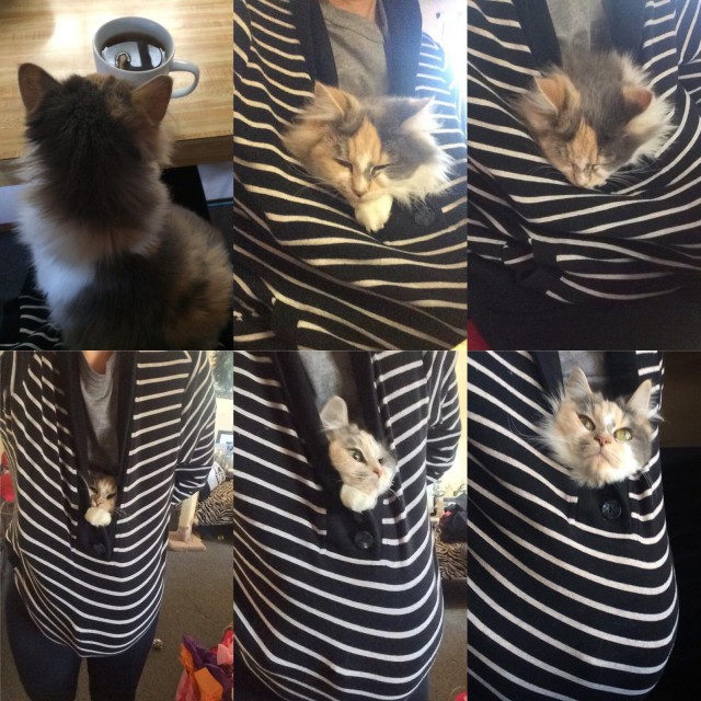 Коты и Кошки