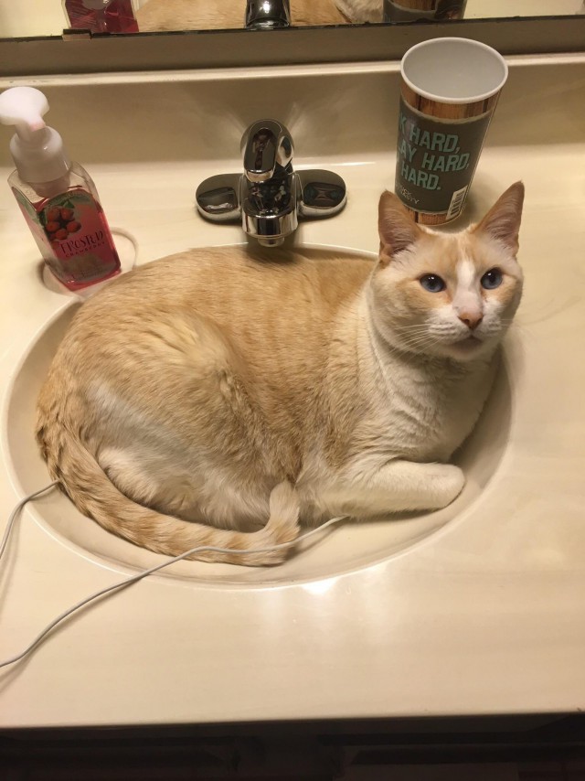 Коты и Кошки