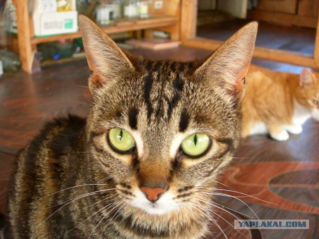 Котовторник 29.5.18