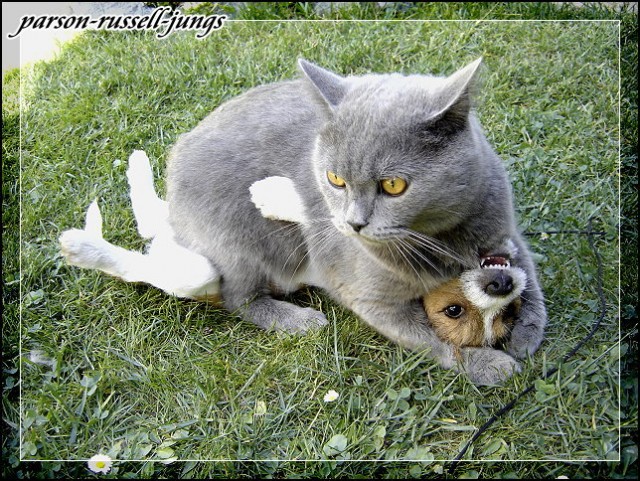 Котовторник ужасов (36 фот)