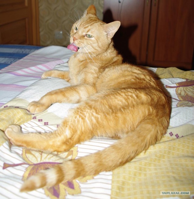 Первый котовторник октября