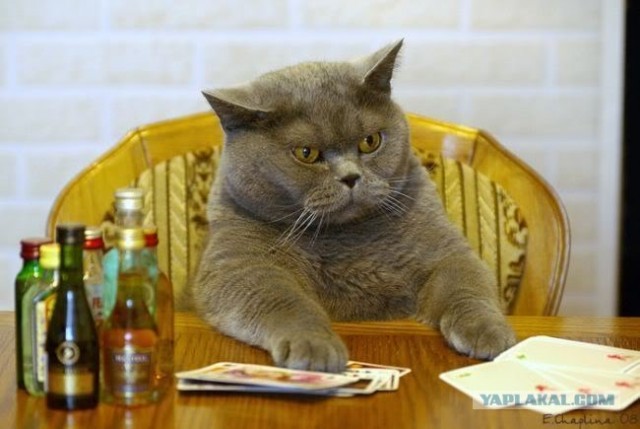 Котовторник! 08.11.11
