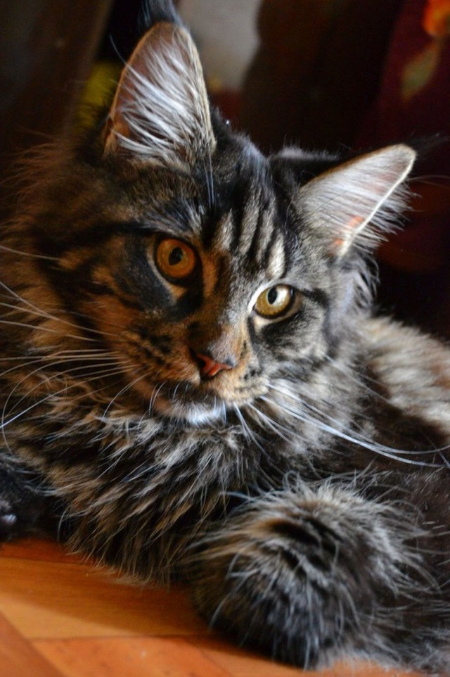 Котовторник 07.08.2012