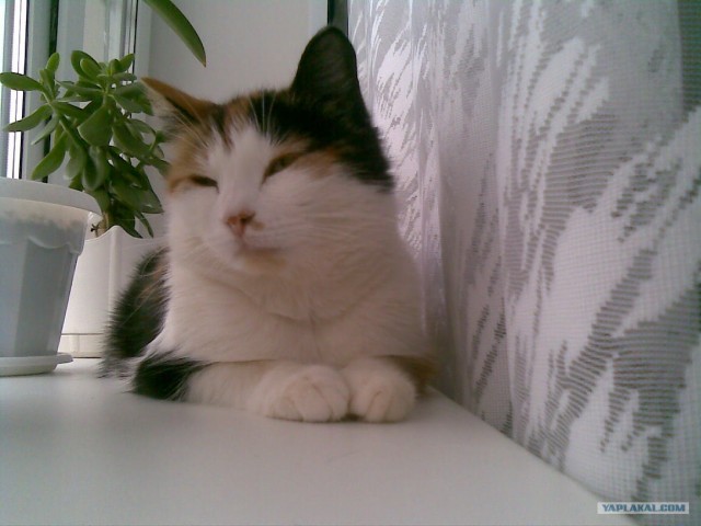 Котовторник  16.10.12
