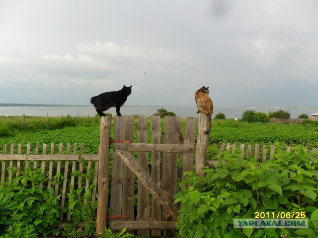 Каникулы в деревне