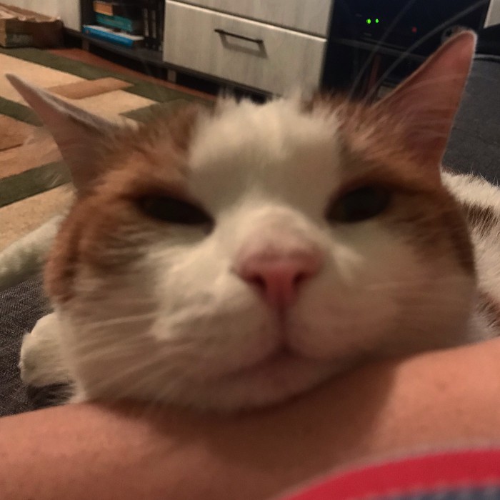 С Днём кошки!