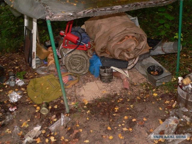 Человек, который живет в лесу и делает сайты.