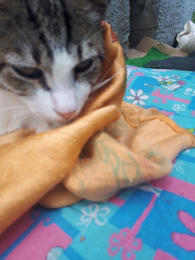 Забавные фото котеек