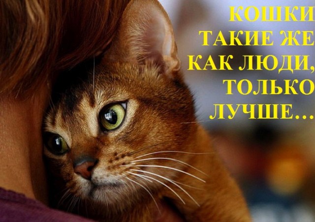 Кошки блокадного Ленинграда