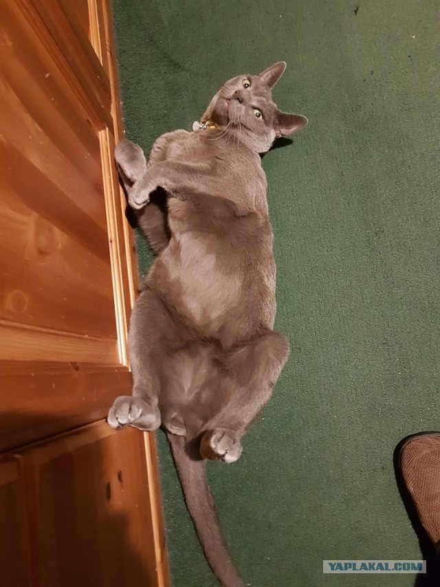 Начнем котоФторник?