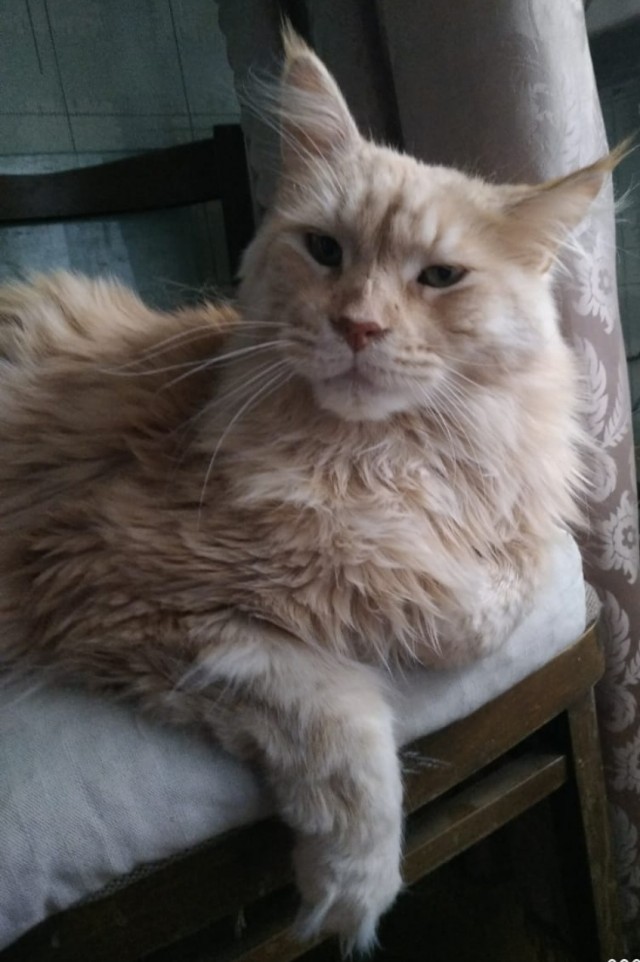 Коты-буддисты
