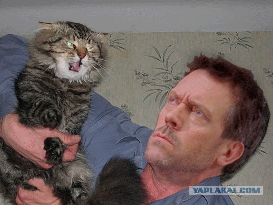 Злой кот