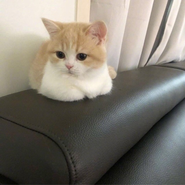 Эти забавные животные