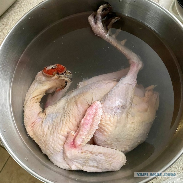 Фазан с начинкой