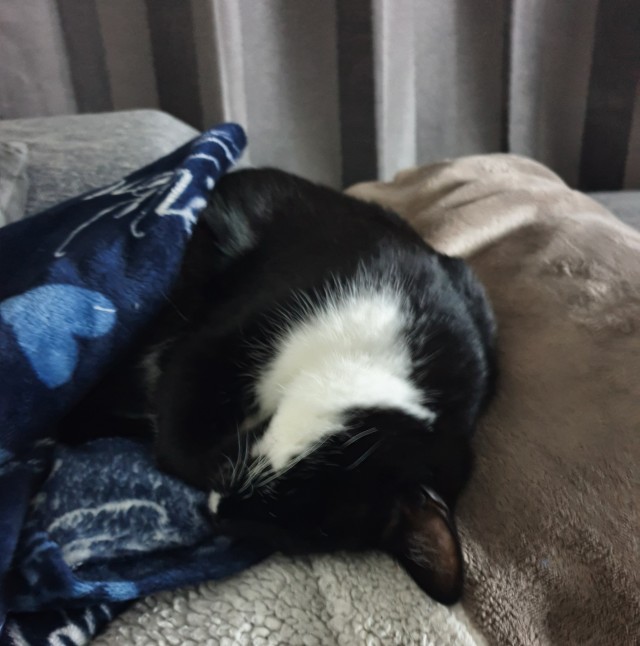 Котовторник. Добавляйте своих