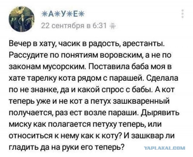 Житель Берёзовского угрожает школьнице за то, что она кастрировала его кота