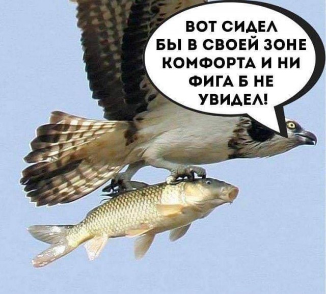 Ну, погнали, рыжая морда