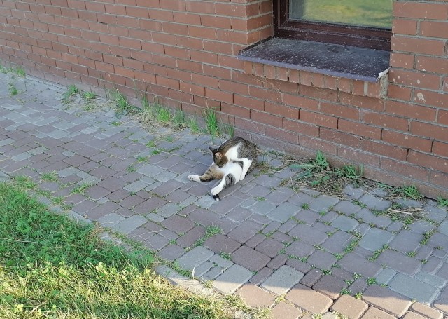 Котовторник (свои добавляем)