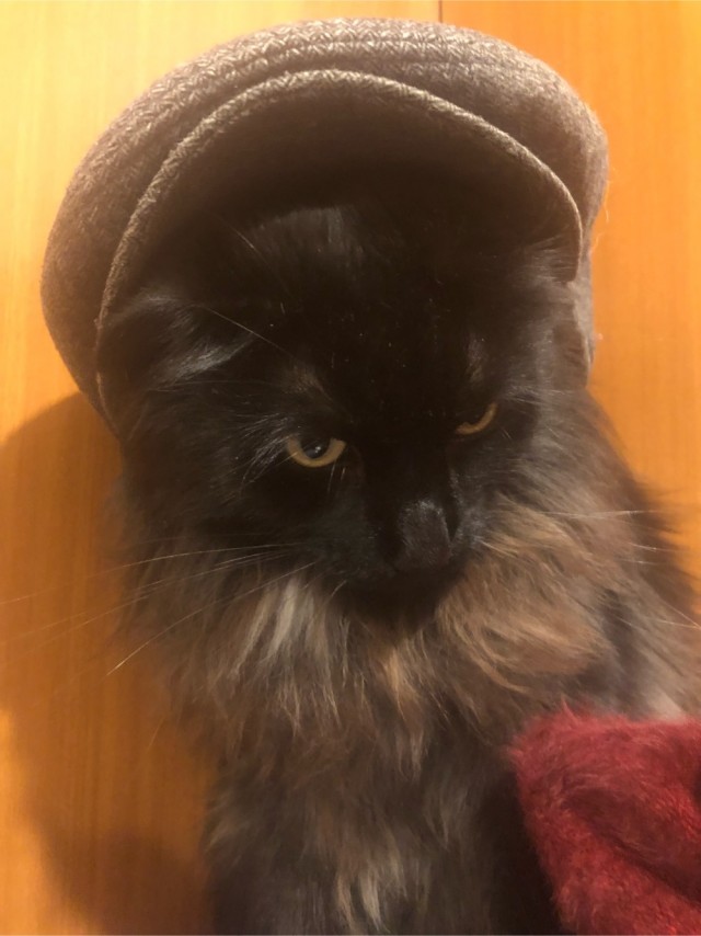 Начну котовторник чуть раньше!