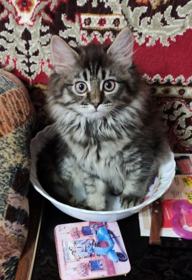 Котовторник 19.07.22
