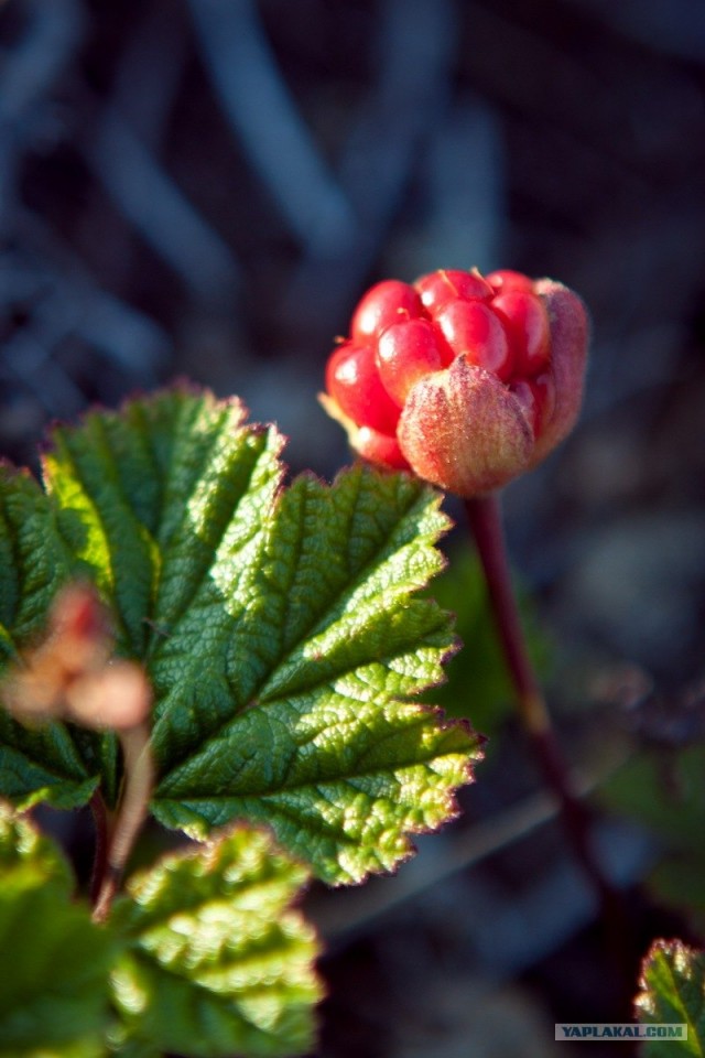 Териберка и окрестности...