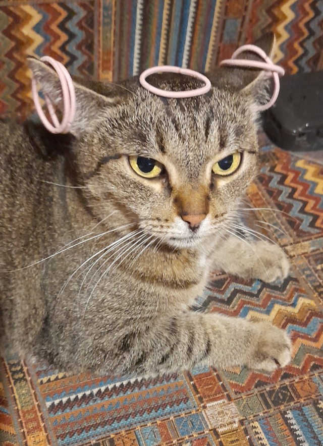 Кота_пульта