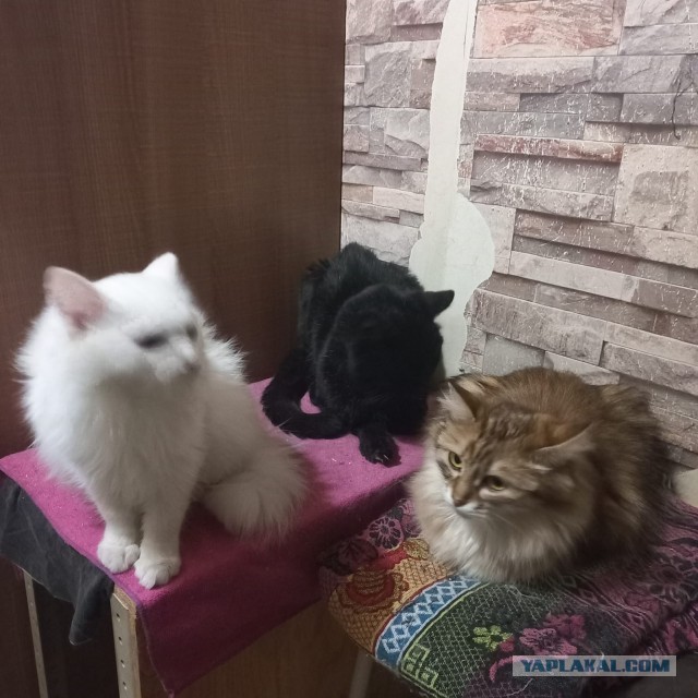 Мы пропустили