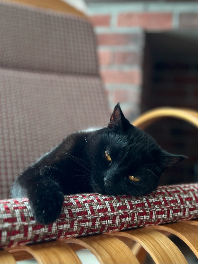 Чёрные коты не такие