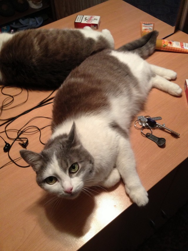 Котовторник 09.04.2013
