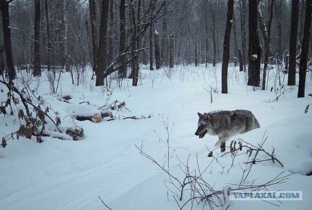 Окский заповедник показал снимки волков и рыси с фотоловушек