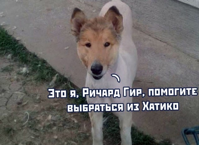 Нагулялиси мы.