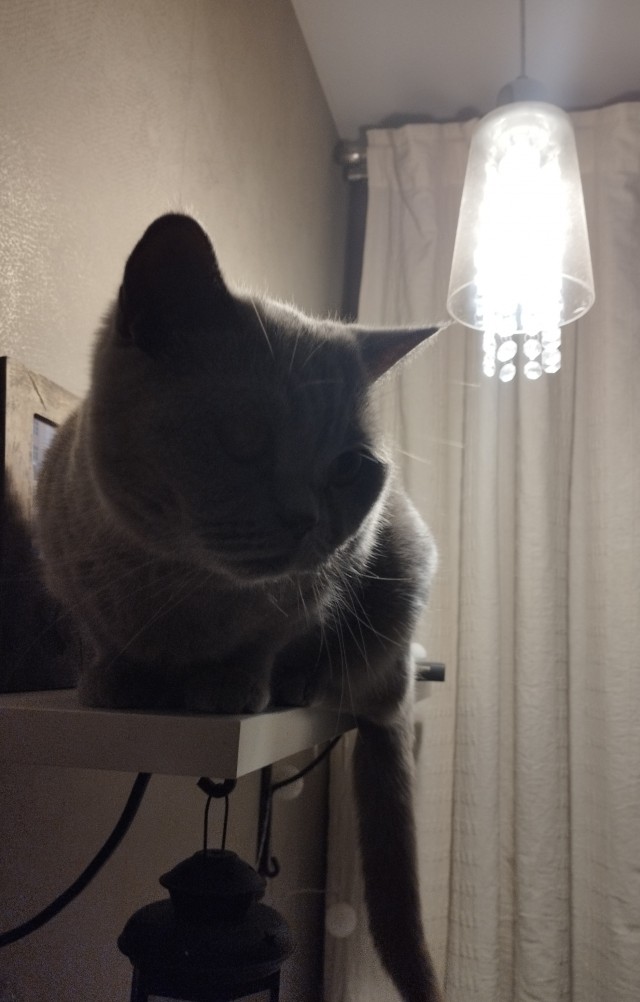Котовторник. Мой котан