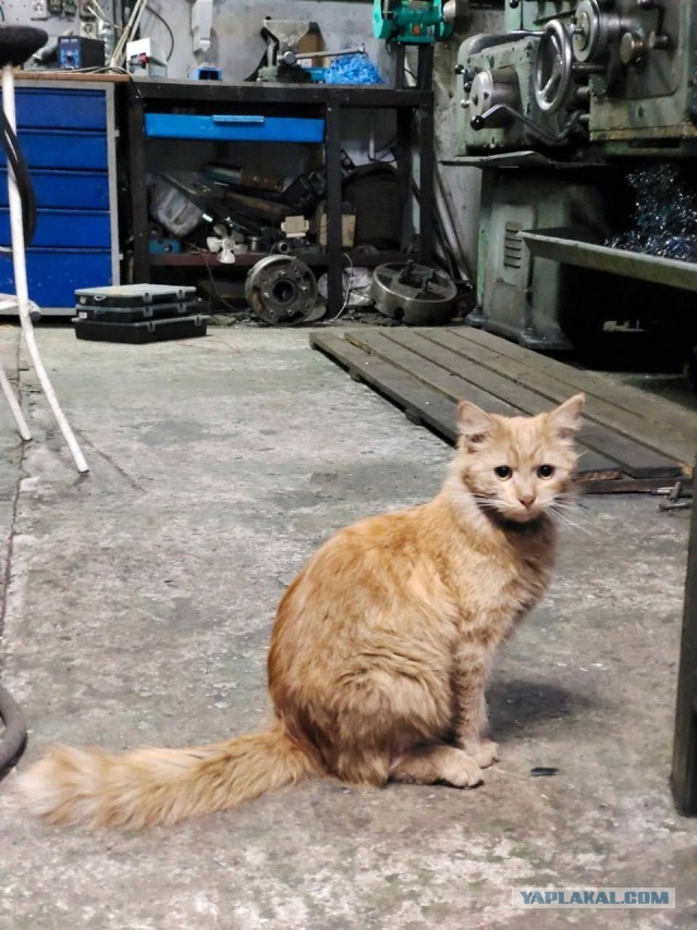 Коты, которые работают на заводах