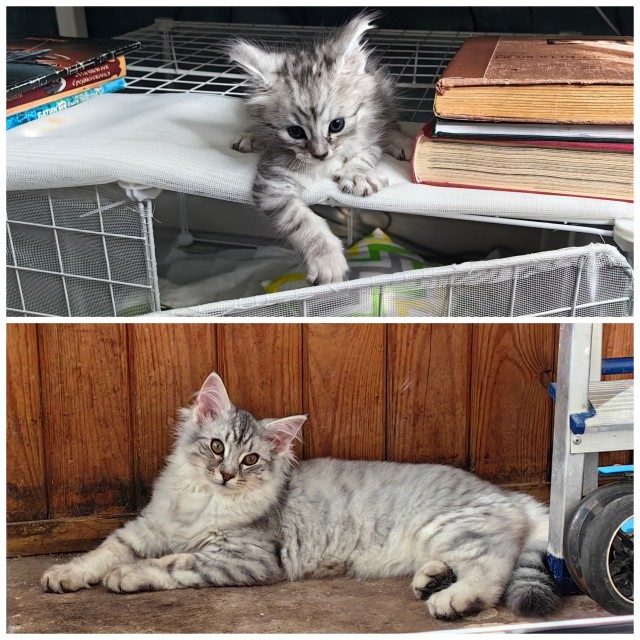 Котовторник, от мала до велика