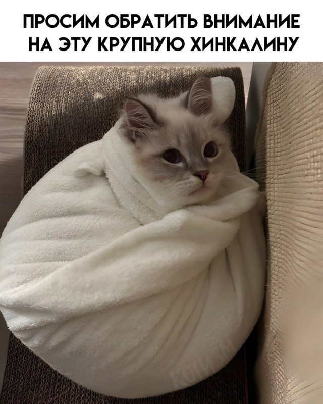 Весёлый полтишок 10.12.24