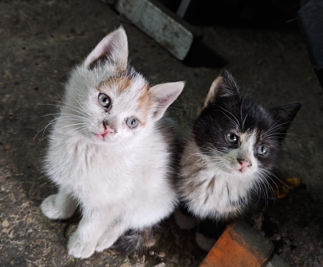 Котоленд. Букет котят⁠⁠!