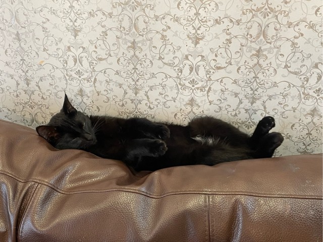 Чернокотовторник