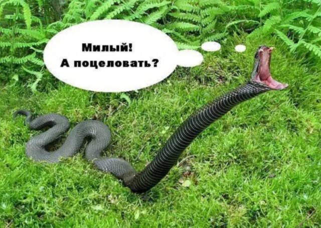 Супруга наказала мужа ядовитым укусом в ногу после сильной ссоры в Ленобласти