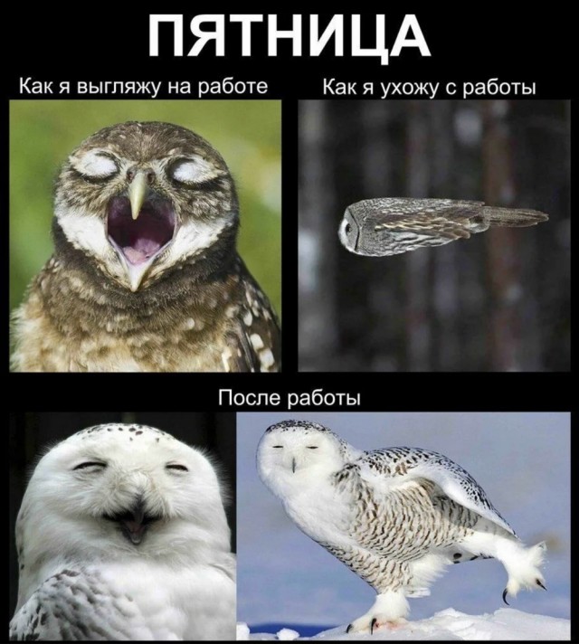 Веселое настроение в картинках (17.10.2025)