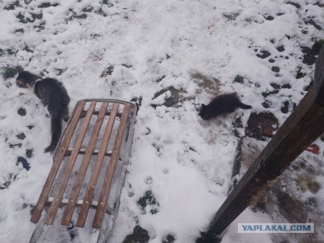 Жизнь домашнего приюта для котеек 564