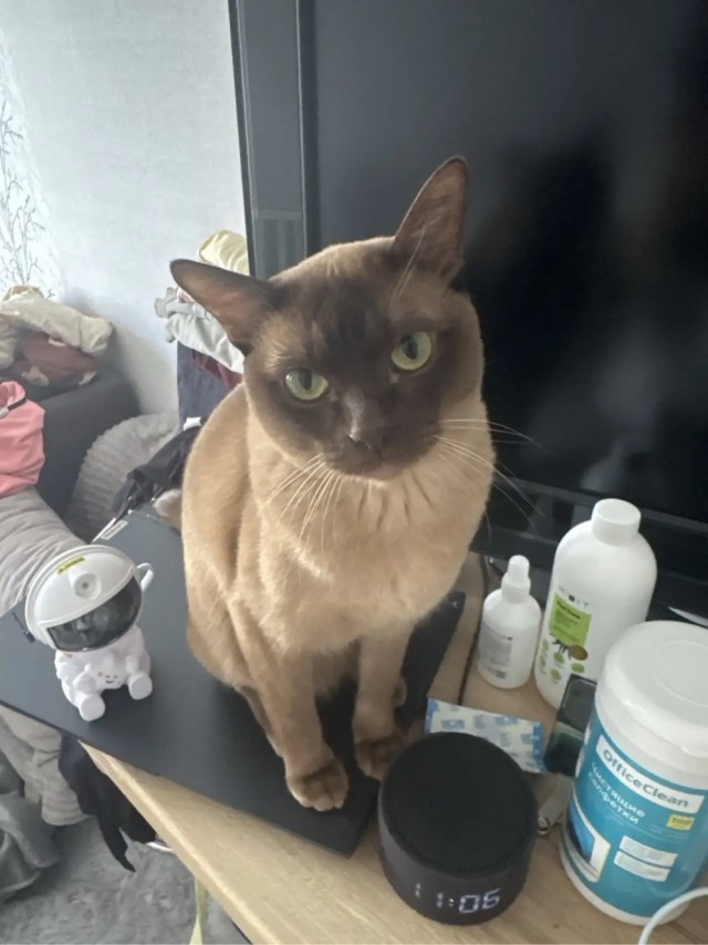 Котовторник