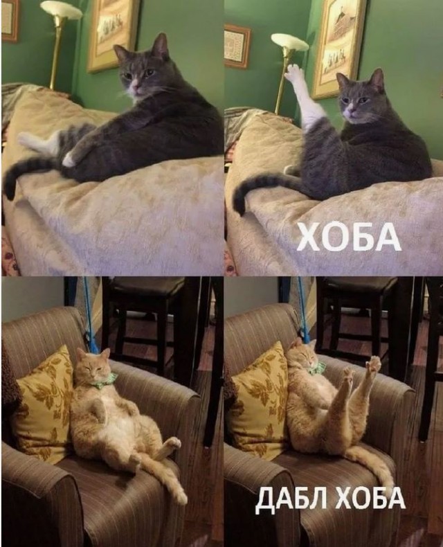 Котовторник
