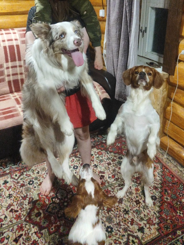 Собакочетверг же))