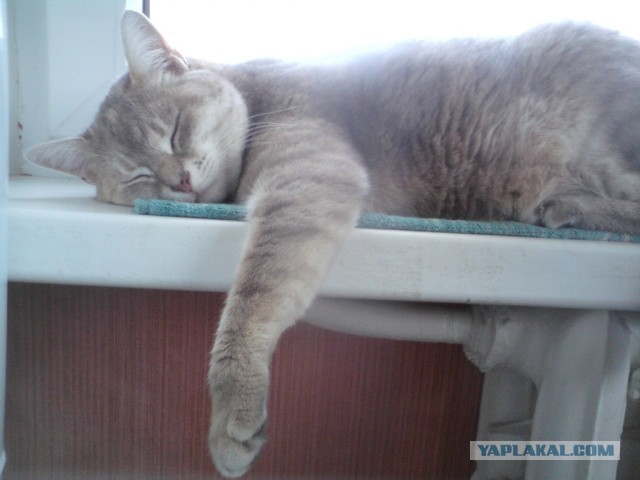 Котовторник 8.10.2013