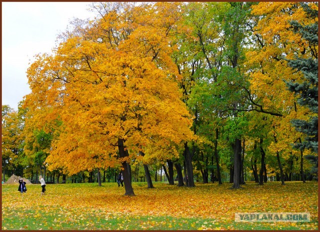 Осенняя фотосессия с листиками