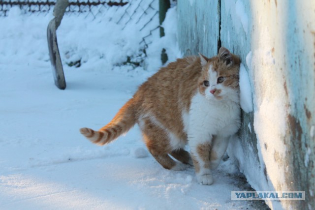 Котовторник 4.02.2014