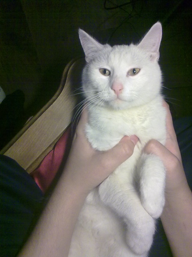Котовторник 01.04.2014
